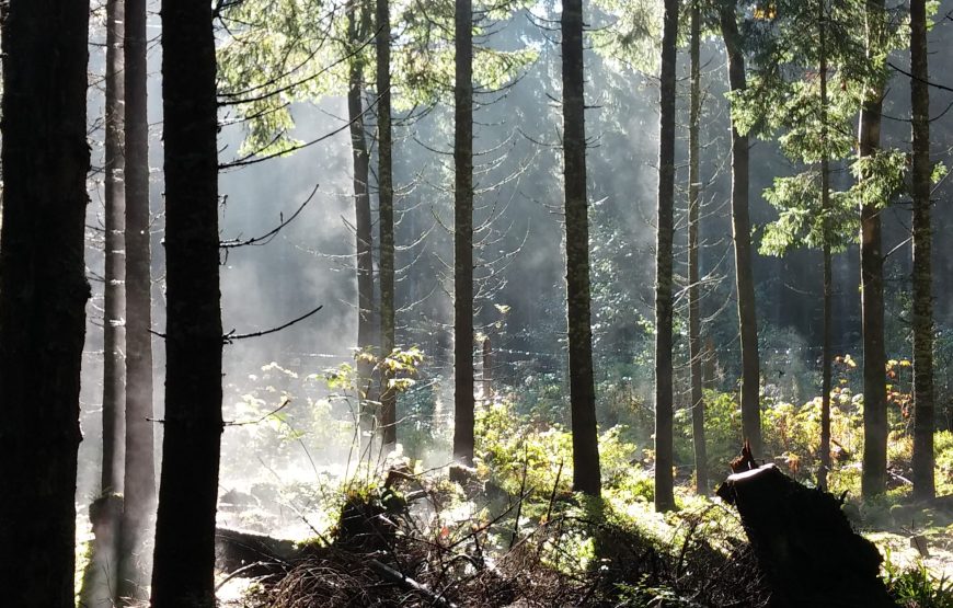 Kaszuby i&nbsp;Bory Tucholskie – 06-13.06.2026