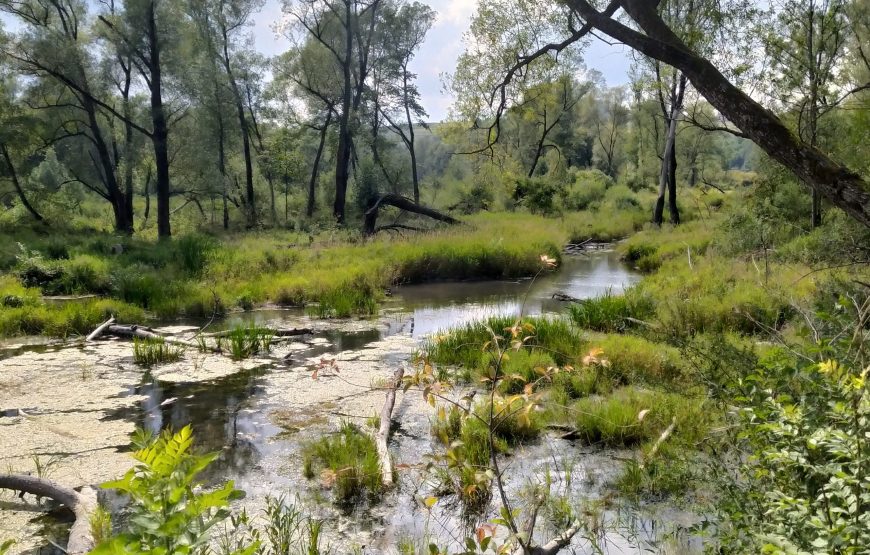 Lasy nad&nbsp;górną Liswartą – 10-12.04.2026