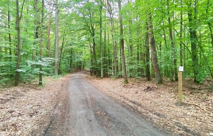 Lasy nad&nbsp;górną Liswartą – 10-12.04.2026